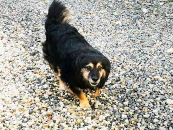 Buddy, ein Mischling aus Rumänien