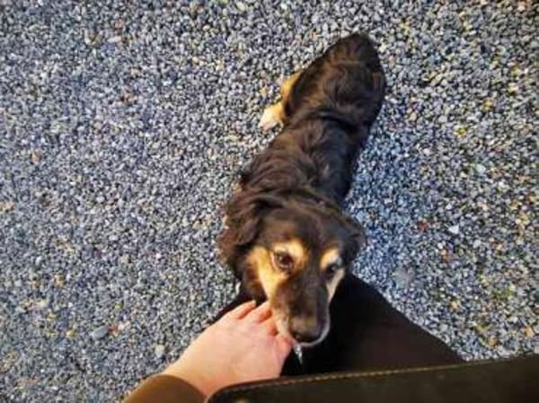 Buddy, ein Mischling aus Rumänien