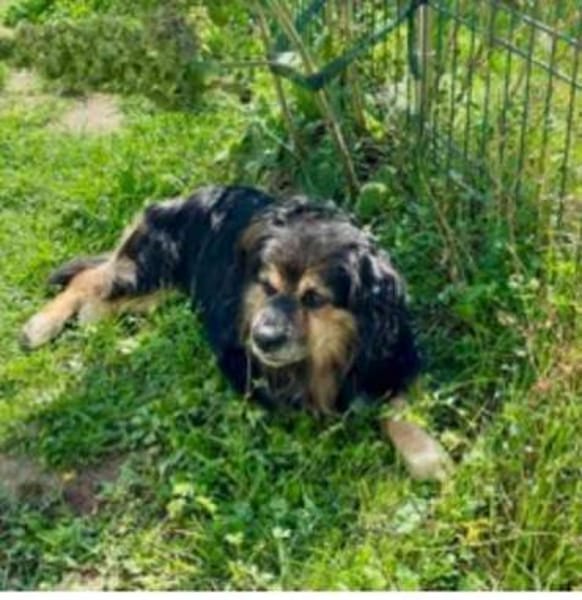 Buddy, ein Mischling aus Rumänien