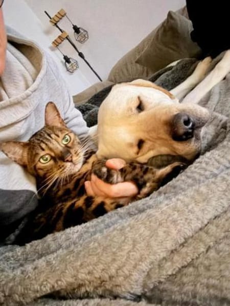 Efe-sensibler Labbi sucht ein Zuhause/PS