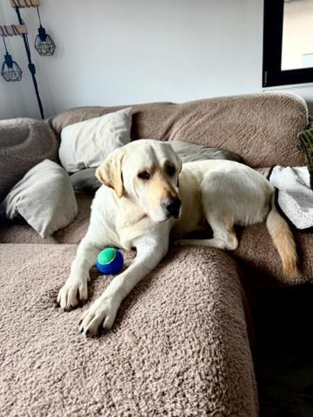 Efe-sensibler Labbi sucht ein Zuhause/PS