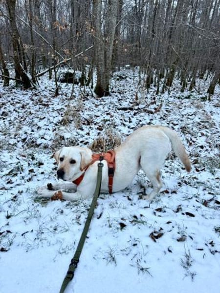 Efe-sensibler Labbi sucht ein Zuhause/PS