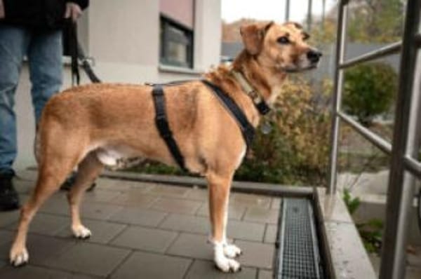 OSANO - erobert die Herzen im Sturm