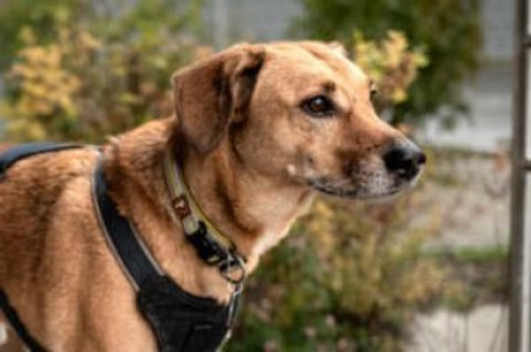 OSANO - erobert die Herzen im Sturm