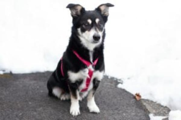 JESSYMAUS - süßer, kleiner Spatz