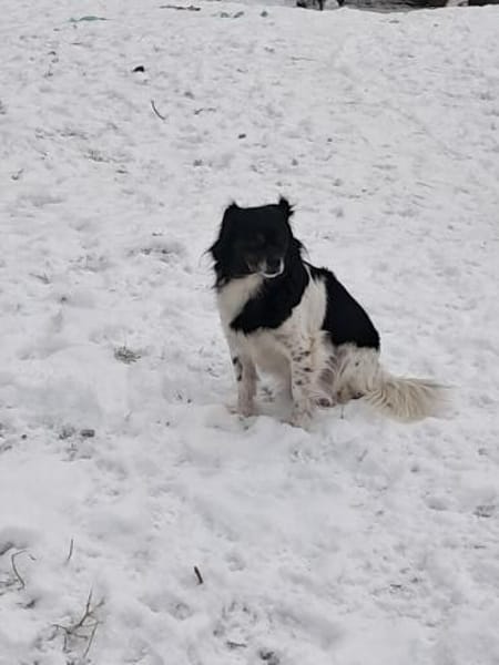 Maya, zauberhafte Hündin sucht Zuhause