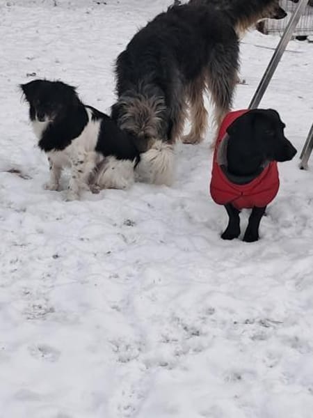 Maya, zauberhafte Hündin sucht Zuhause