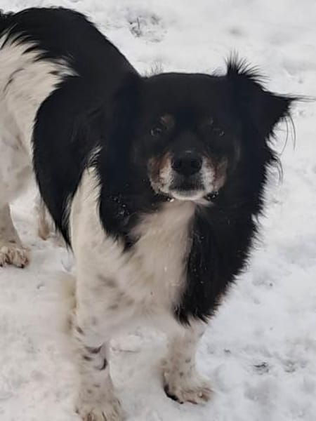 Maya, zauberhafte Hündin sucht Zuhause