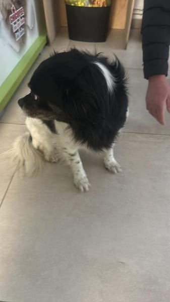 Maya, zauberhafte Hündin sucht Zuhause