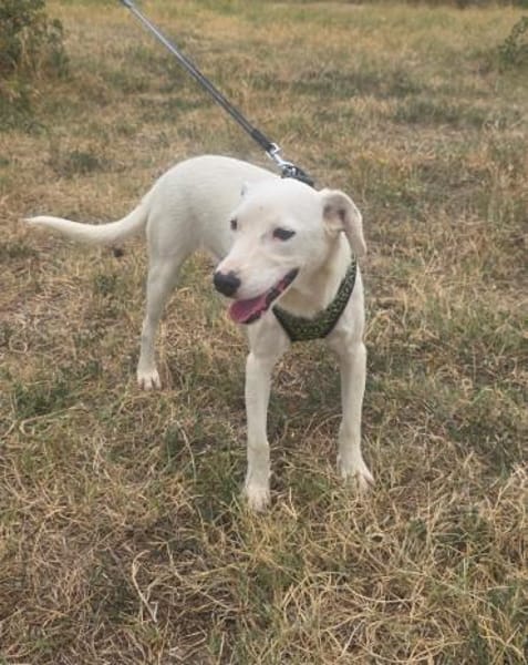 Lieber Dany sucht ein schönes Zuhause