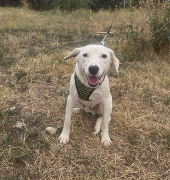 Lieber Dany sucht ein schönes Zuhause