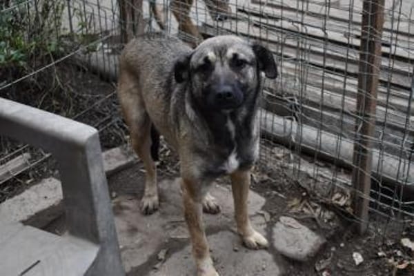 Minka, offene Hündin sucht neue Familie