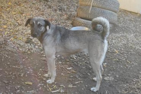 Minka, offene Hündin sucht neue Familie