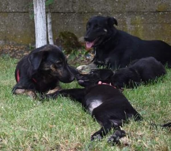 Lucie, Welpenhündin sucht Zuhause