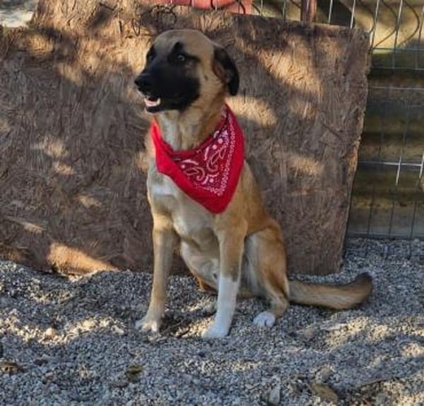 Omleta, Junghund sucht neues Zuhause