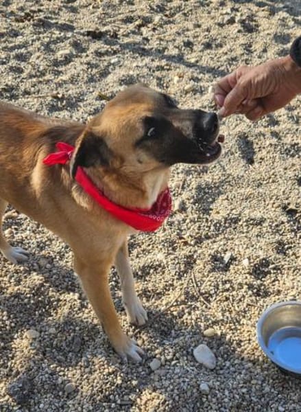 Omleta, Junghund sucht neues Zuhause