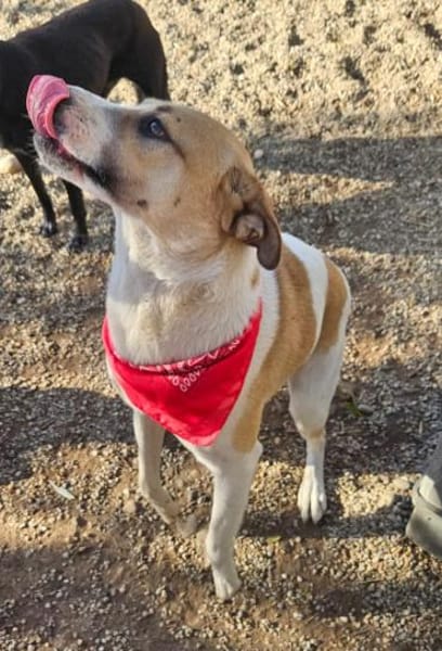 Albush, Junghund sucht neues Zuhause