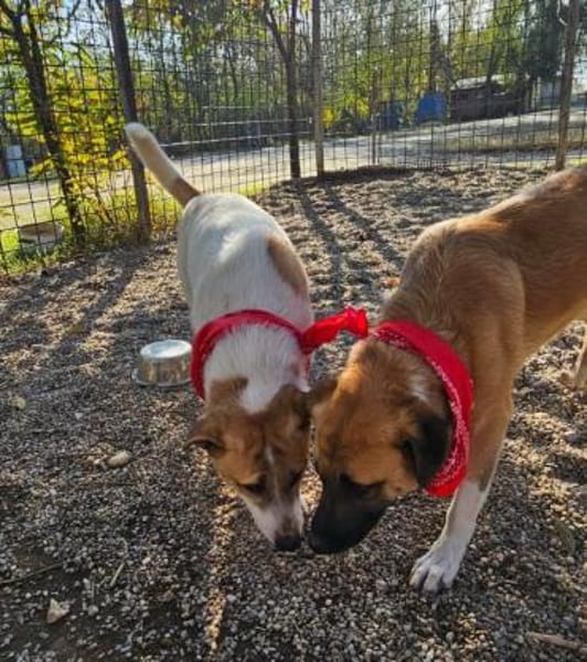 Albush, Junghund sucht neues Zuhause