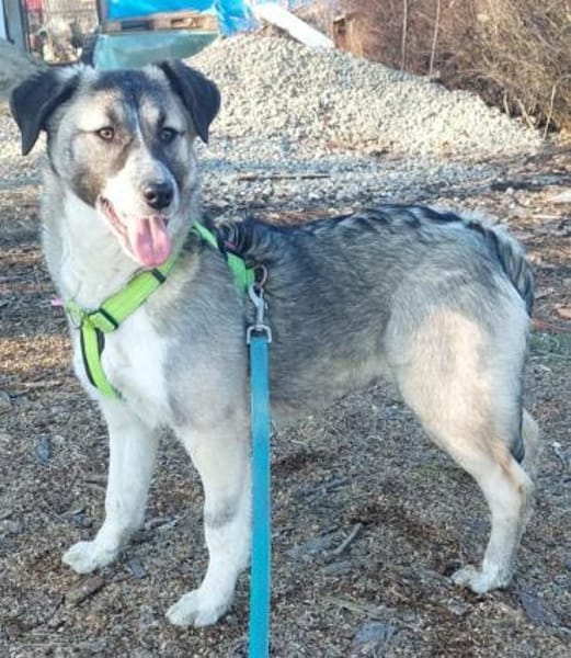 Misty, lieber,offener Welpe sucht Zuhaus