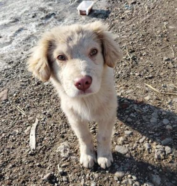 Rocky, lieber Welpe sucht Zuhause