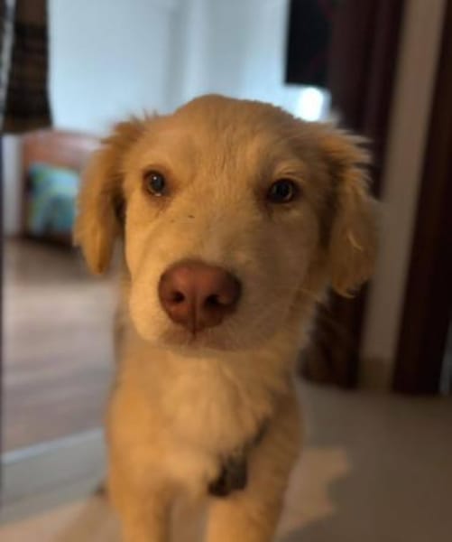 Rocky, lieber Welpe sucht Zuhause