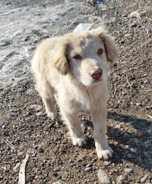 Rocky, lieber Welpe sucht Zuhause