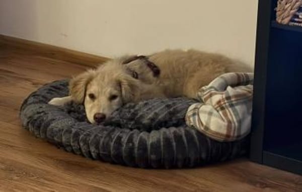 Rocky, lieber Welpe sucht Zuhause