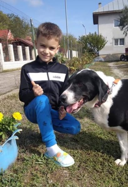 Ozzy, sanfter Riese sucht neues Zuhause