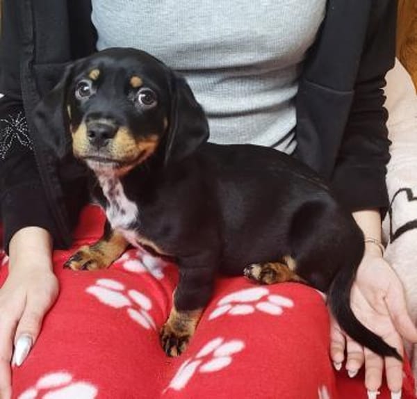 Bosco auf Pflegestelle 63457 Hanau