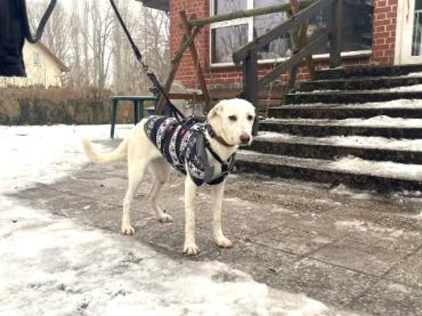 Pippa möchte Ihre Familie bereichern