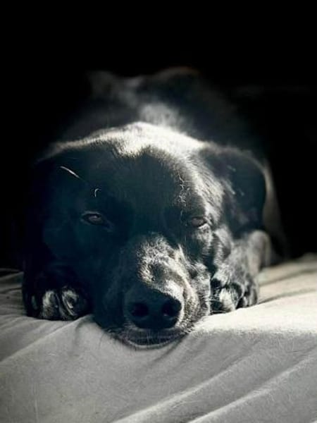 KELDA -neugierig, verschmust & verspielt