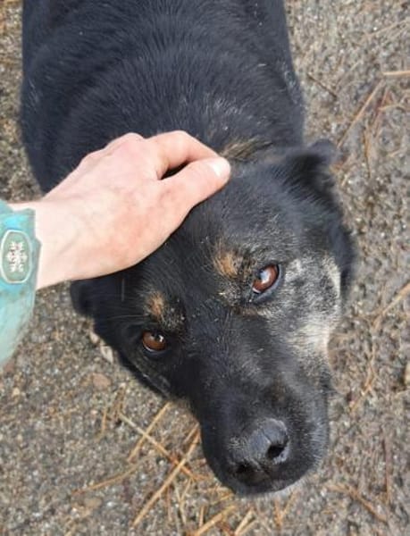 Kurti 50 cm (Pflegestelle)