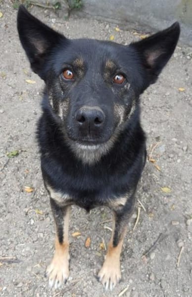 Kurti 50 cm (Pflegestelle)