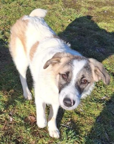 ELFIE -rundum tolles Hundekind-