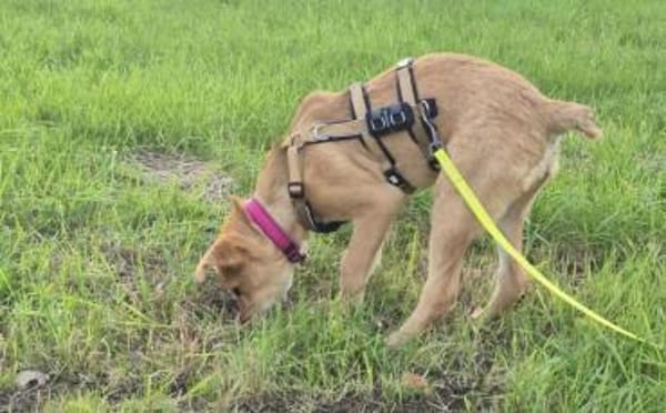 Carolin sucht ihr Zuhause