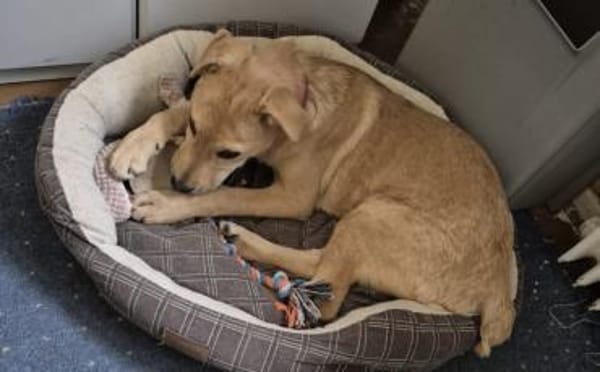 Carolin sucht ihr Zuhause