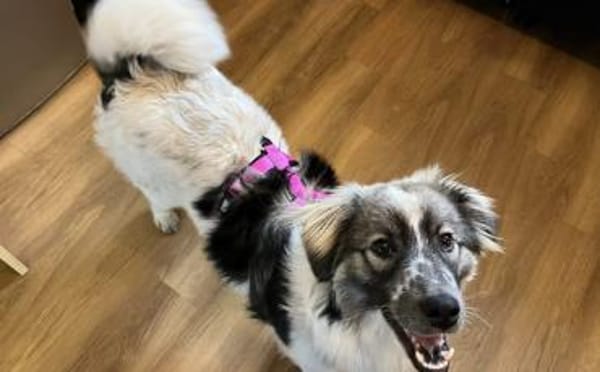 Professor Schnuffel sucht sein Zuhause