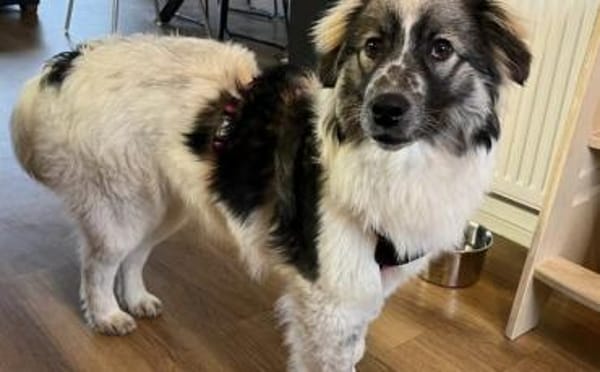 Professor Schnuffel sucht sein Zuhause