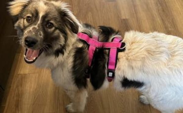 Professor Schnuffel sucht sein Zuhause