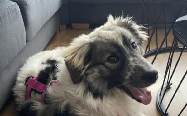 Professor Schnuffel sucht sein Zuhause