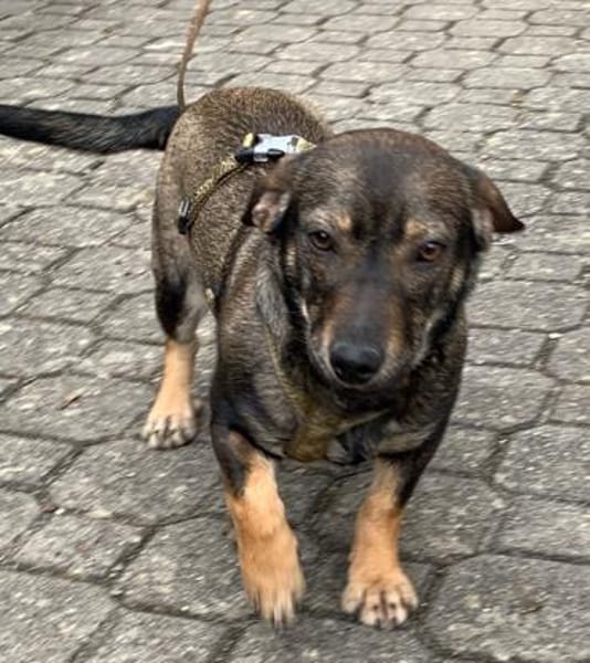 Yumi° 86529 Schrobenhausen