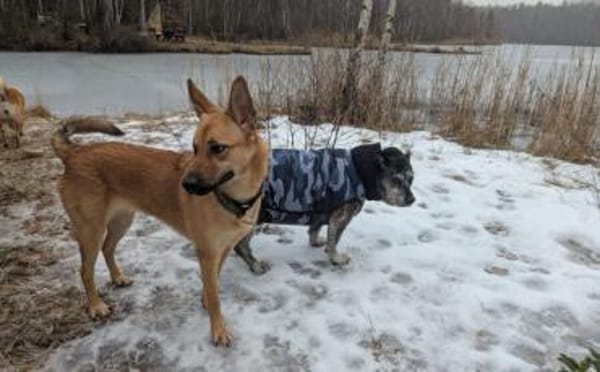 Wer öffnet sein Herz für Tamani ?