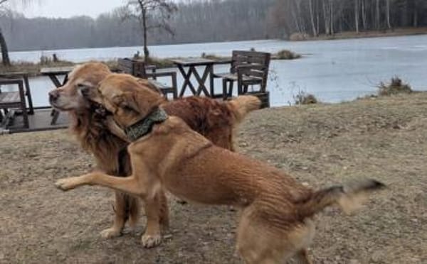 Wer öffnet sein Herz für Tamani ?