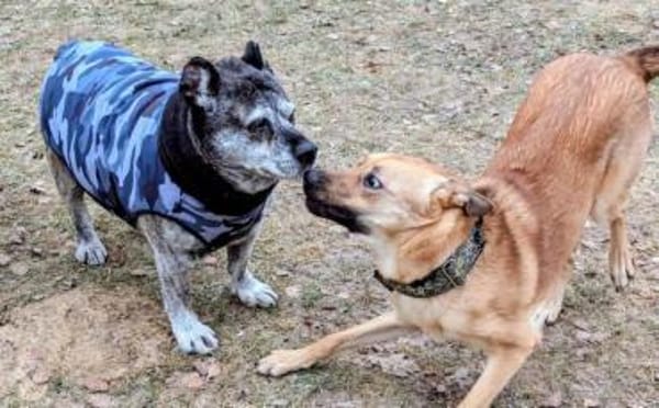 Wer öffnet sein Herz für Tamani ?