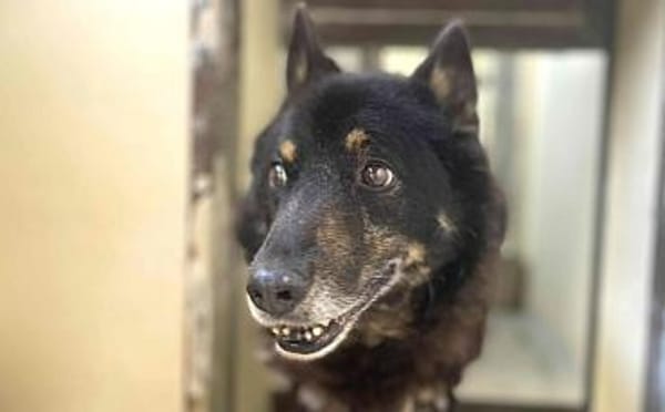 Jargo sucht hundeerfahrene Menschen