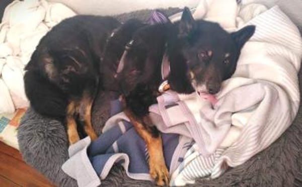 Jargo sucht hundeerfahrene Menschen