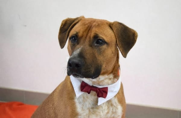 JOFFREY dit JACK - RESERVE