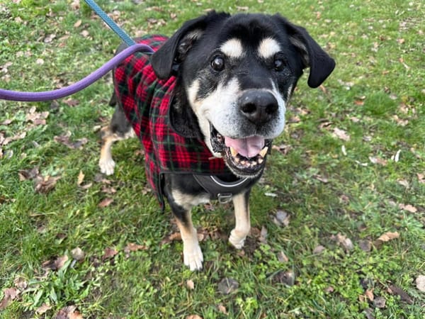 SKY PAA23065 (ex paa22763)