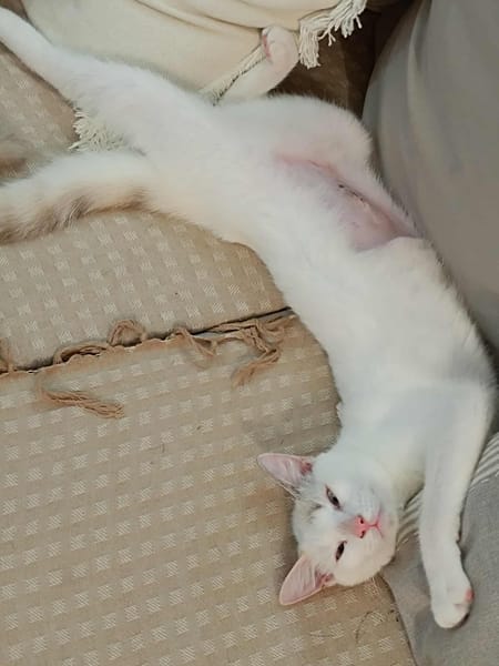 Lily Rose, la pluis belle