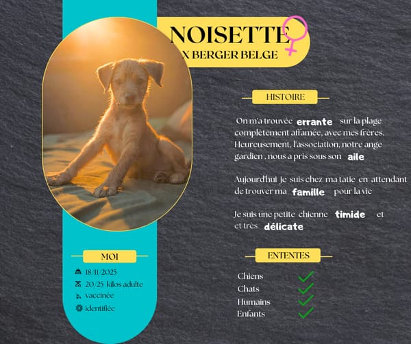 Noisette,  la petite timide